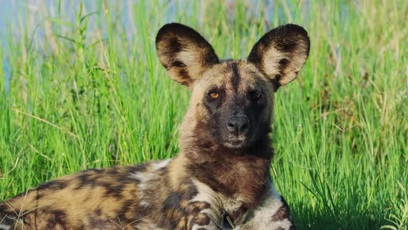 Endangered African Wild Dog Looking At Camera In Khwai, Botswana, South Africa. - close up
