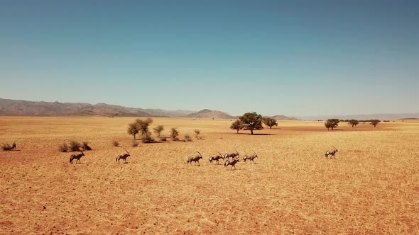 Namibia Kalahari Desert in Africa. Aerial Drone Shot. Springbok Gazelle Antelope Grazing at Savannah