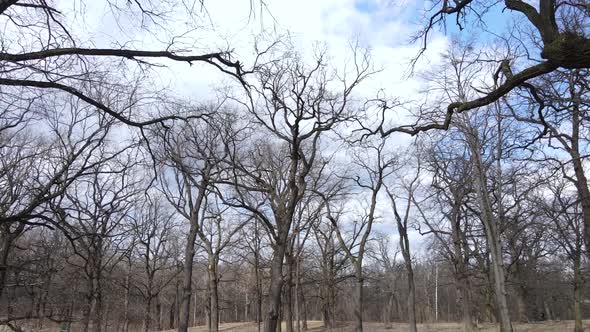 Forest with Trees Without Leaves During the Day