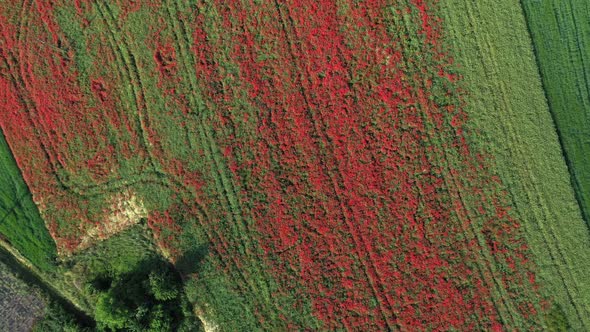 Top View Of Colorful Poppy Field On A Sunny Day. Red Poppies. aerial drone