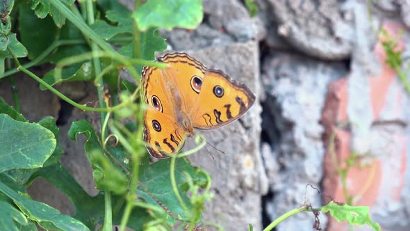 Butterfly Flapping Wings on a leaf