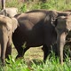 Elephants in Sri Lanka - VideoHive Item for Sale