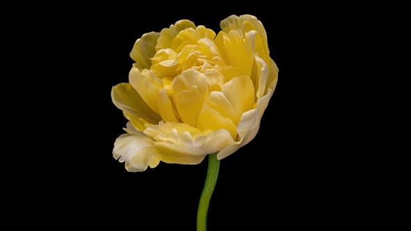 Yellow Flower Blooms