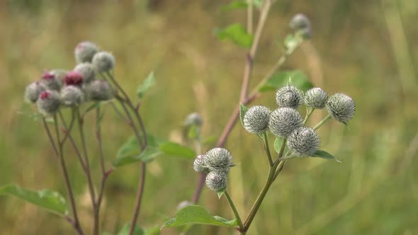 Burdock