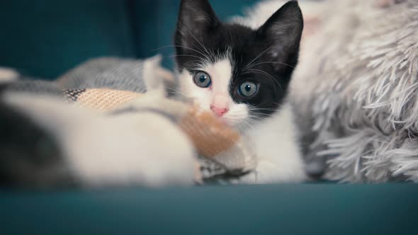 Portrait of a Small Black and White Kitten Lying on a Pillow