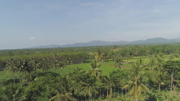 Rice Terraces and Agricultural Land in Indonesia