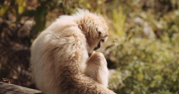 Lar Gibbon Eating Plant In Safari Park