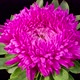 Beautiful Magenta Aster Flower Opening - VideoHive Item for Sale