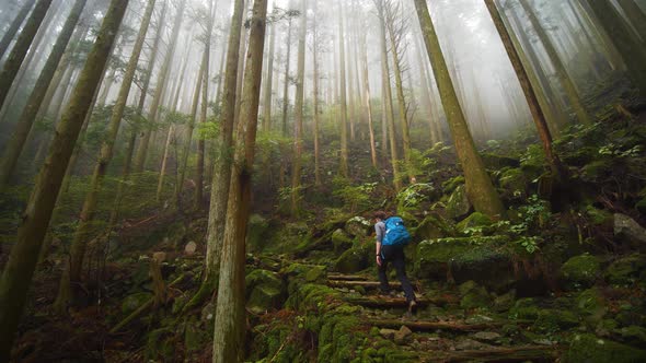 Pan, person hikes moss covered trail through foggy forest, Japan