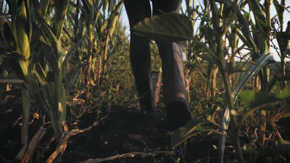 A Woman Farmer Walks Through a Green Cornfield. Farming and Agro Business Concept