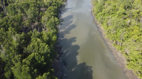 Mangrove tree and shadows