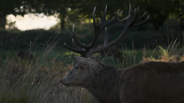 Close up profile tracking shot of Stag slow motion