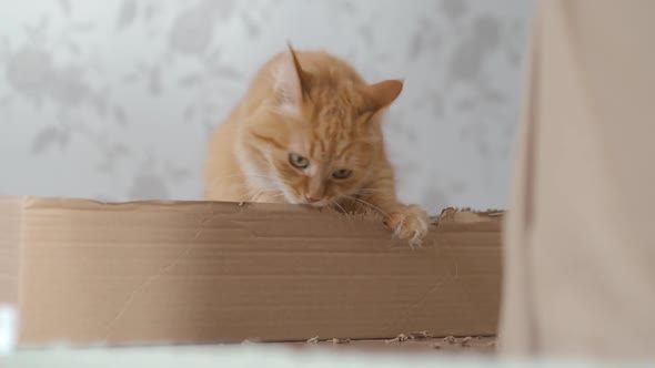 Cute Ginger Cat Sits in a Cardboard Box and Chews Its Sides