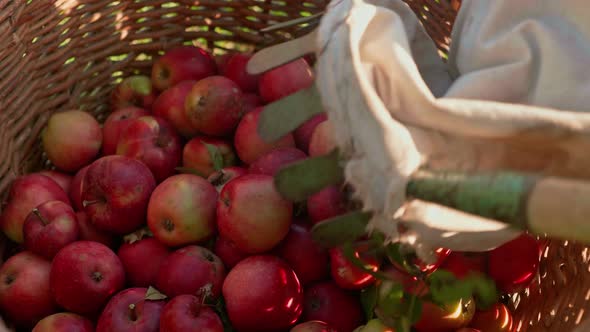 Emptying the hand-picked fresh ripe apples from the fruit gatherer into wicker basket