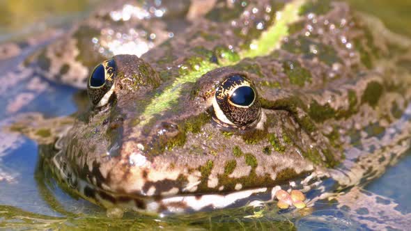 Green Frog in the River. Close-Up. Portrait Face of Toad in Water with Water Plants