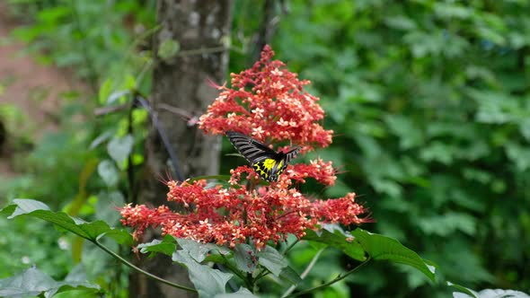 A beautiful butterfly on red color flowers