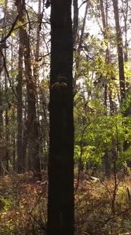 Vertical Video Trees in the Autumn Forest in the Afternoon