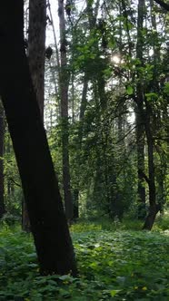 Vertical Video of a Forest with Trees