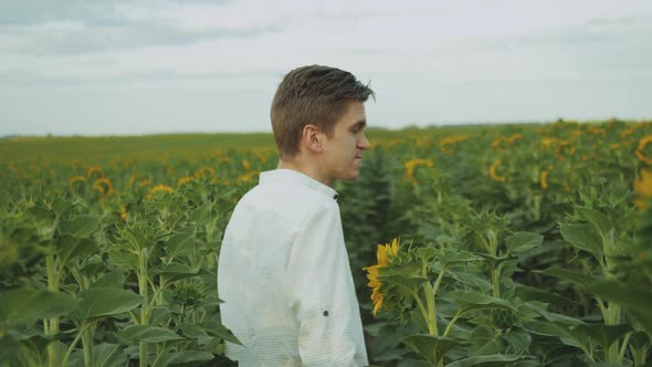 Guy Walks in a Field of Sunflowers Summer Cloudy Weather