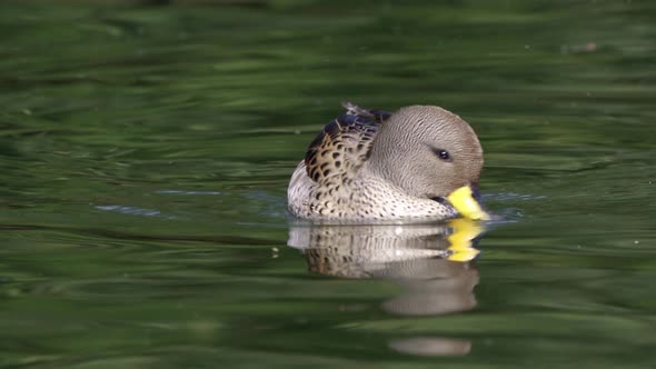 Close-up of yellow-billed teal swimming and dipping beak in wavy water