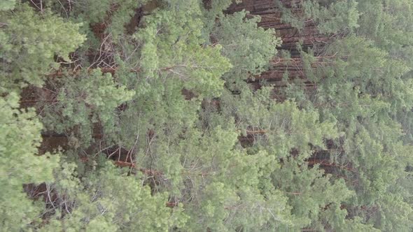 Vertical Video of Trees in a Pine Forest Slow Motion