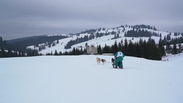 Dog sled ride in the mountains