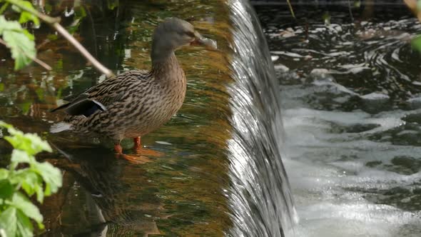 Duck On Waterfall