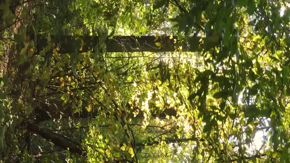 Vertical Video of an Autumn Forest During the Day in Ukraine