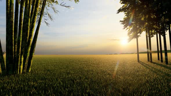 Forest and Sunset View