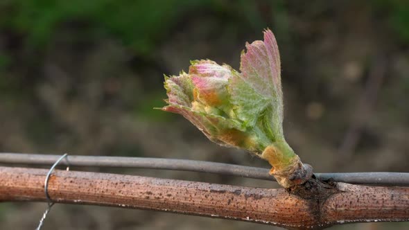 Vineyard, New growth budding out from grapevine, Bordeaux Vineyard