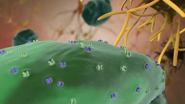 3D Medical animation video of the central nervous system