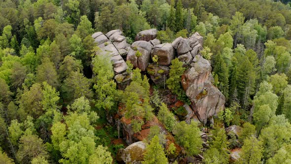 The mountain in the summer forest