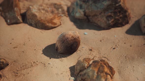 Brown Coconut on the Beach Sand