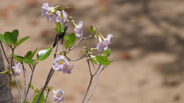 Honeybird eating from a flower 