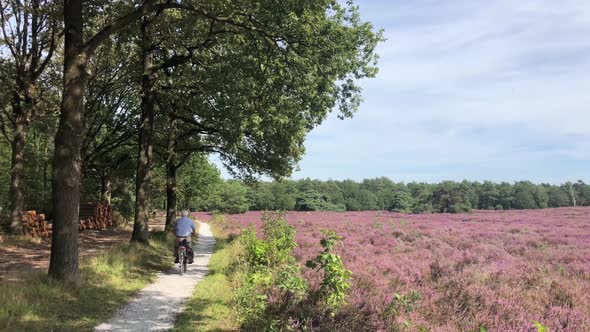 Elderly people cycling through flowering heather 