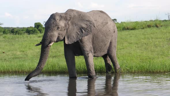 Elephant drinking water from a lake 