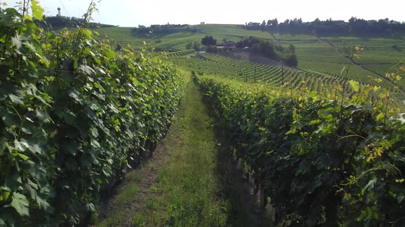 Vineyards organic agriculture rural landscape