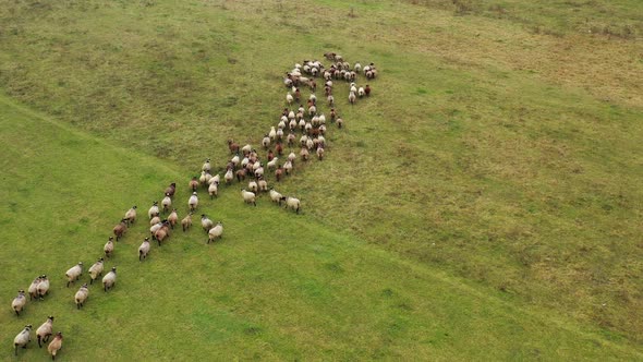 Herd of sheep moving. 