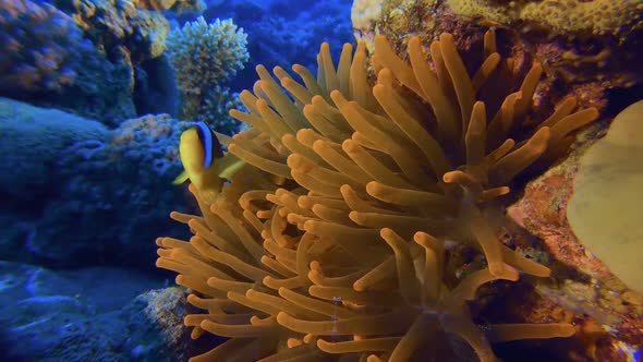 Tropical Colorful Clownfish