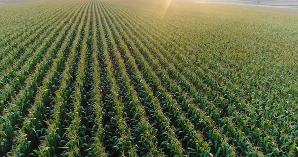 Aerial View of Growing Corn on Agriculture Field