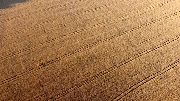 Flying Over Field of Yellow Ripe Wheat During Dawn Sunset