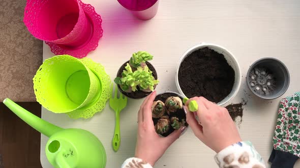 A Woman Adds Soil To A Pot Of Transplanted Primroses. Bulbs And Buds Are Visible. Filmed From Above