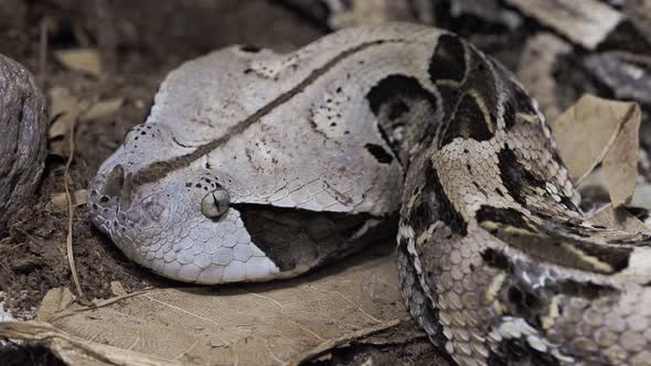 Venomous Bush Viper (Atheris squamigera) 