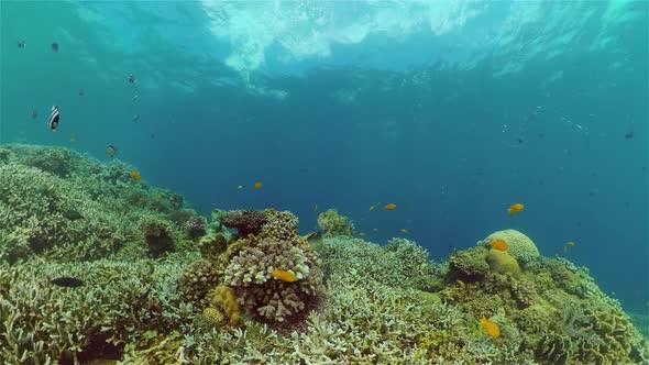 Coral Reef and Tropical Fish