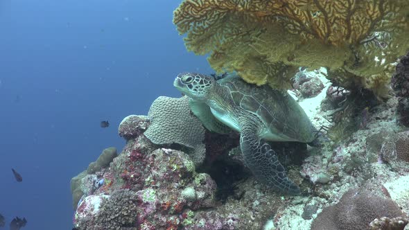 A green sea turtle swimming from a resting position on a coral reef into the blue ocean.