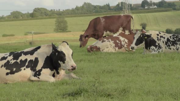 Friesian cows grazing on rural farmland