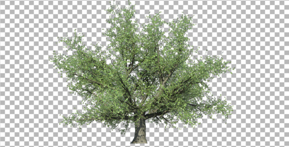 Oak Tree V3