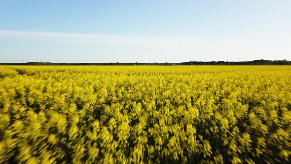 Aerial flight over blooming rapeseed (Brassica Napus) field, flyover yellow canola flowers, idyllic