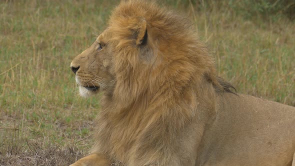 Close up shot of a resting lion