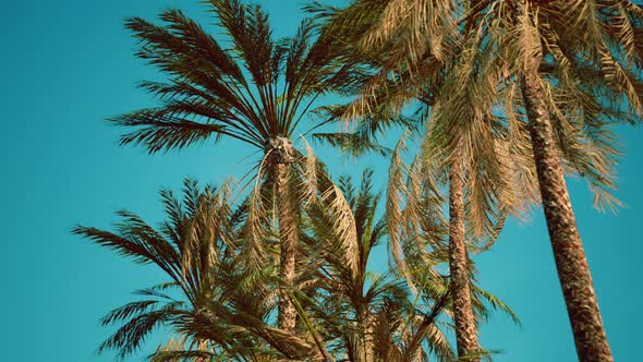 Exotic Tropical Palm Trees at Summer View From Bottom Up to the Sky